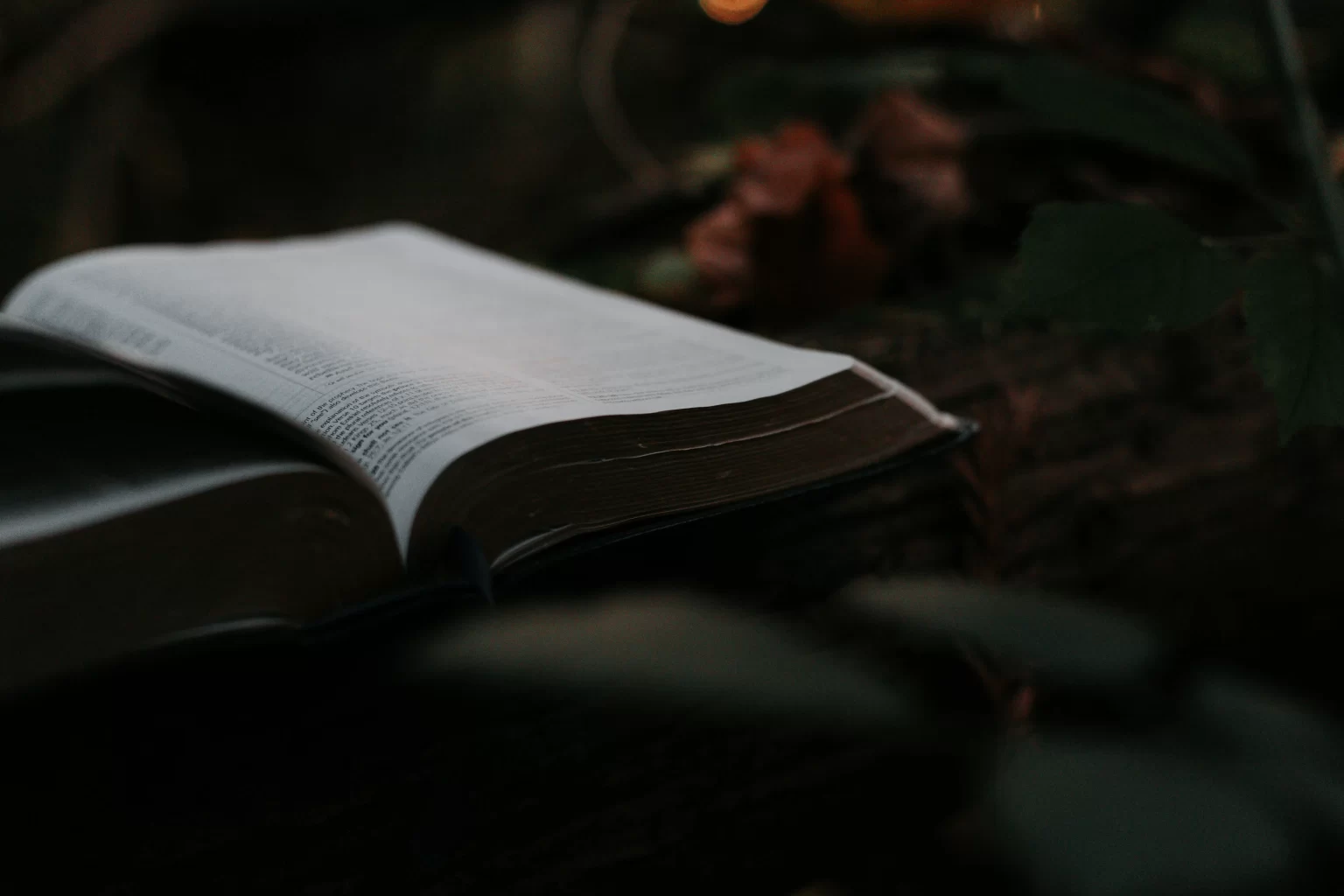 Lone book sitting on the ground of a forest, surrounded by foliage.  